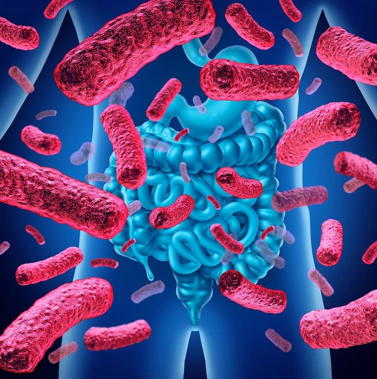 Saúde Intestinal e Perda de Peso